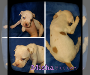 Olde English Bulldogge Puppy for sale in WHEELER, MI, USA