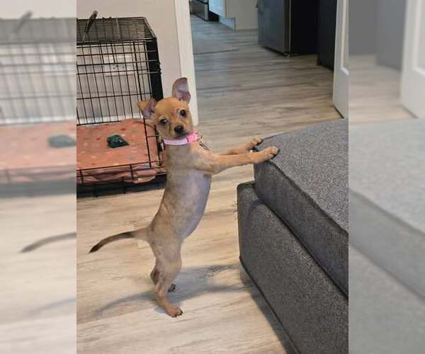 Medium Photo #3 Chihuahua-Unknown Mix Puppy For Sale in Plainfield, IL, USA