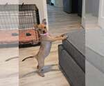 Small #2 Chihuahua Mix