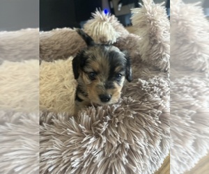 Corgipoo Puppy for sale in MARICOPA, AZ, USA