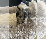 Image preview for Ad Listing. Nickname: Rocky
