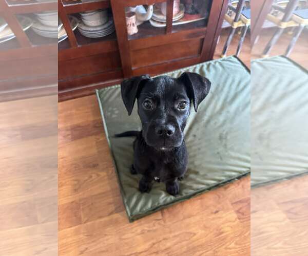 Medium Photo #1 Labrador Retriever-Unknown Mix Puppy For Sale in Sheboygan, WI, USA