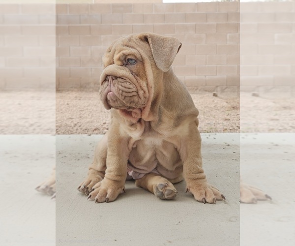 Medium Photo #1 English Bulldog Puppy For Sale in LAS VEGAS, NV, USA