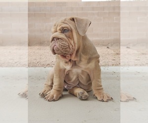 English Bulldog Puppy for sale in LAS VEGAS, NV, USA