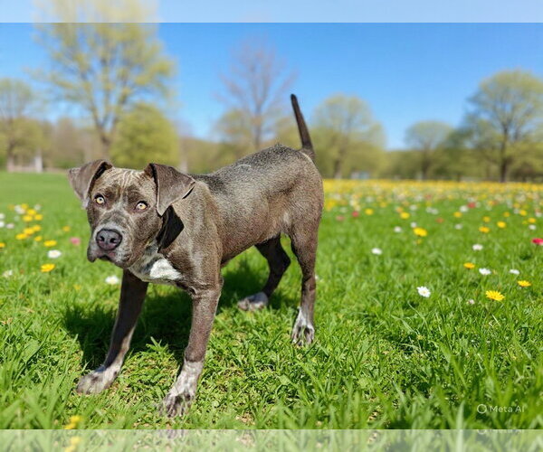 Medium Photo #8 Pointer-Unknown Mix Puppy For Sale in Talladega, AL, USA