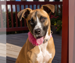 Small #4 Boxer Mix