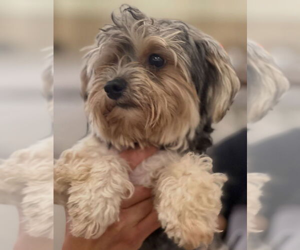 Medium Photo #5 Shih Tzu-Unknown Mix Puppy For Sale in Dana Point, CA, USA