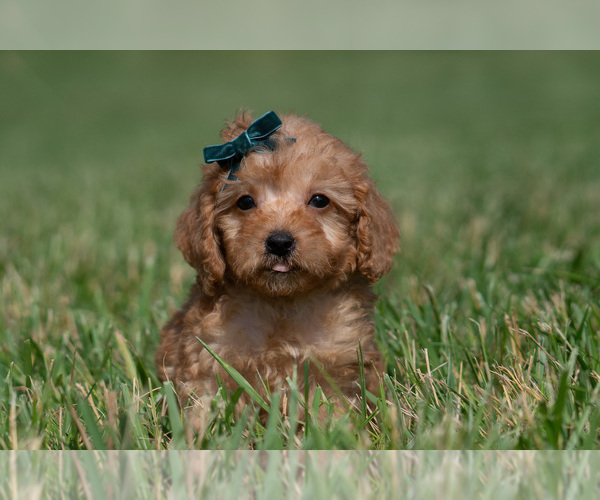 Medium Photo #7 Maltipoo (Miniature) Puppy For Sale in WARSAW, IN, USA