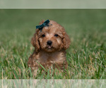 Small Photo #25 Maltipoo (Miniature) Puppy For Sale in WARSAW, IN, USA