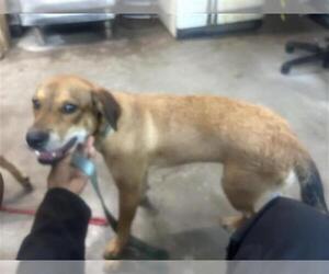 Labrador Retriever-Unknown Mix Dogs for adoption in Houston, TX, USA