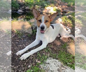 Pointer-Unknown Mix Dogs for adoption in Minneapolis, MN, USA