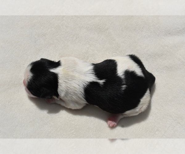 Medium Photo #4 Shih Tzu Puppy For Sale in PALM COAST, FL, USA