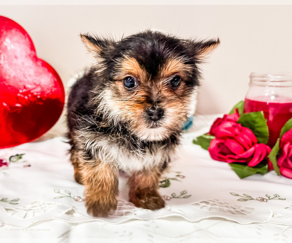 Medium Photo #2 Yoranian Puppy For Sale in WAKARUSA, IN, USA