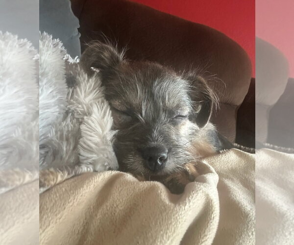 Medium Photo #2 Mutt Puppy For Sale in Grafton, WI, USA