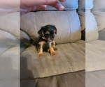 Small Photo #4 Yorkshire Terrier Puppy For Sale in NORTHGLENN, CO, USA
