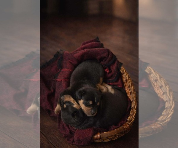 Medium Photo #3 Labrador Retriever-Unknown Mix Puppy For Sale in San Bernardino , CA, USA