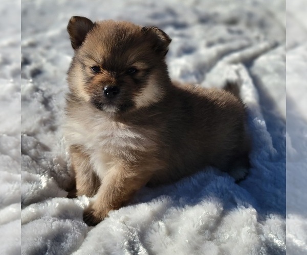 Medium Photo #6 Pomeranian Puppy For Sale in STATHAM, GA, USA