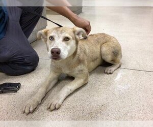 Labrador Retriever-Siberian Husky Mix Dogs for adoption in Riverside, CA, USA