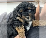 Small Photo #2 Poodle (Toy) Puppy For Sale in MADISON, FL, USA