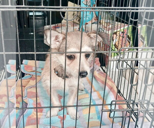 Medium Photo #2 Rat Terrier-Unknown Mix Puppy For Sale in Oak Bluffs, MA, USA