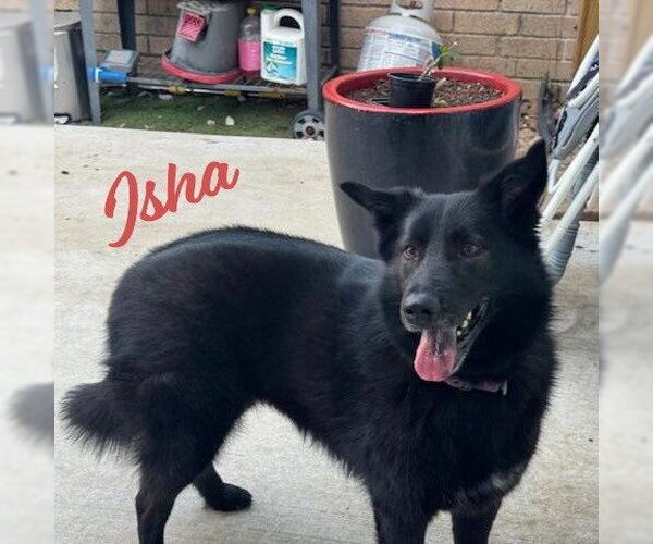 Medium Photo #1 Border Collie-Unknown Mix Puppy For Sale in HOUSTON, TX, USA