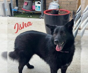 Border Collie-Unknown Mix Dogs for adoption in HOUSTON, TX, USA