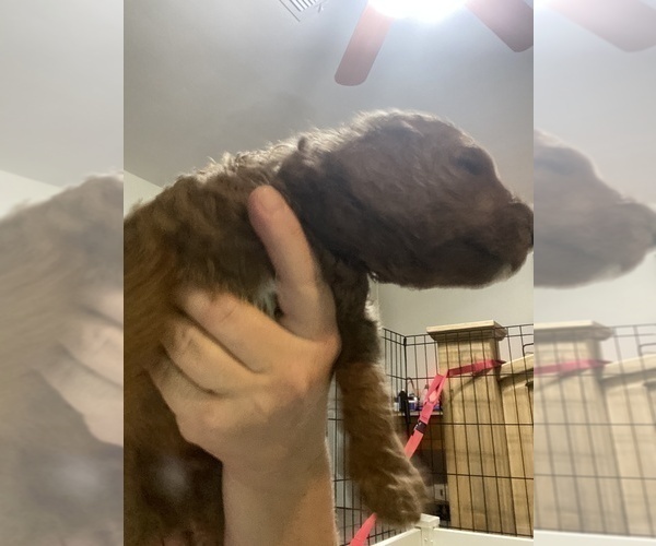 Medium Photo #5 Poodle (Standard) Puppy For Sale in BARTLETT, TX, USA