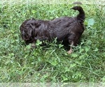 Small Photo #8 Aussiedoodle Puppy For Sale in SWANNANOA, NC, USA