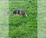 Small Photo #7 German Shepherd Dog Puppy For Sale in MOODY, MO, USA