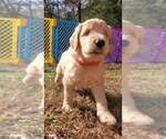Small Photo #2 Goldendoodle Puppy For Sale in WINDER, GA, USA