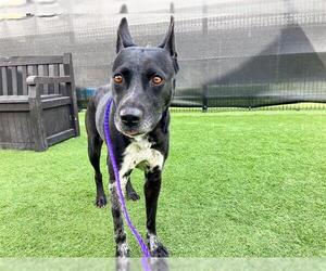 Mutt Dogs for adoption in Orange, CA, USA