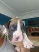 Small Photo #9 Boxer Puppy For Sale in OAKLAND, CA, USA