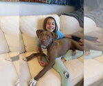Small #2 Chocolate Labrador retriever Mix