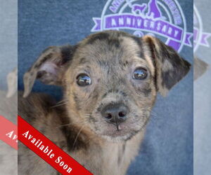 Australian Shepherd-Unknown Mix Dogs for adoption in Huntley, IL, USA
