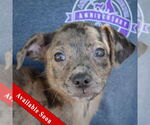 Small Australian Shepherd Mix