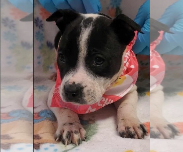 Medium Photo #3 Bulldog-Unknown Mix Puppy For Sale in SHERBURNE, NY, USA