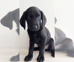 Small #4 Labrador Retriever