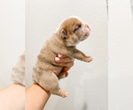 Small Photo #2 English Bulldog Puppy For Sale in MURRIETA, CA, USA