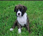 Puppy Puppy 6 Boxer