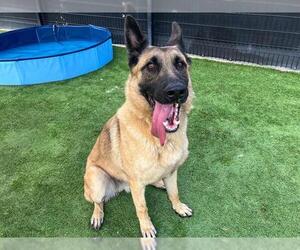 German Shepherd Dog Dogs for adoption in Orange, CA, USA