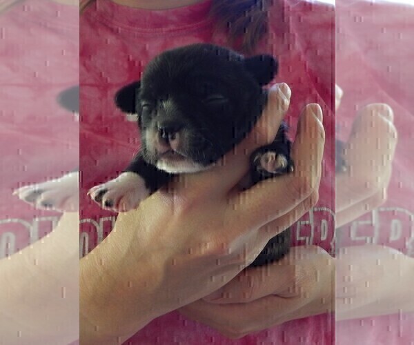 Medium Photo #14 French Bullhuahua Puppy For Sale in SPRAGGS, PA, USA