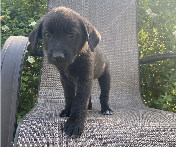 Medium Photo #6 English Shepherd-Jack Russell Terrier Mix Puppy For Sale in RICHMOND, MI, USA
