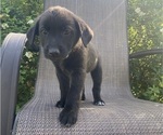 Small #5 English Shepherd-Jack Russell Terrier Mix