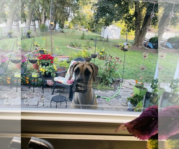 Medium Photo #6 Great Dane Puppy For Sale in NEWARK, OH, USA