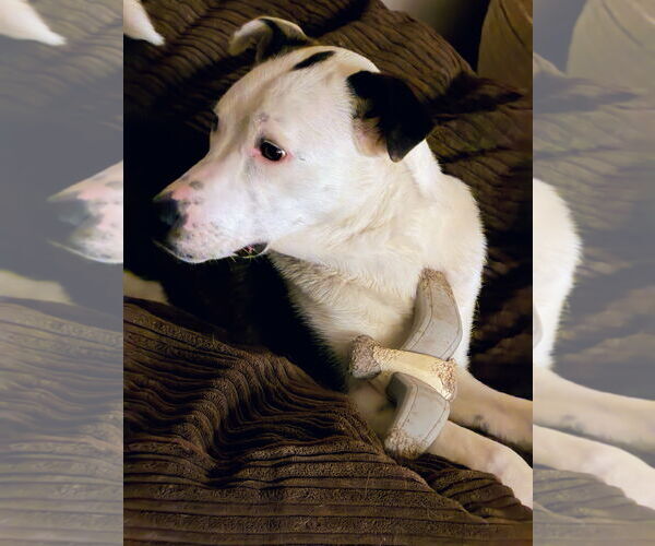 Medium Photo #12 Border Collie-Unknown Mix Puppy For Sale in Sandy, UT, USA