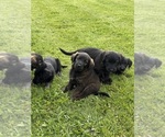 Small Photo #1 Shepadoodle Puppy For Sale in UTICA, NY, USA