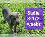 Small Photo #11 Cane Corso Puppy For Sale in MONTPELIER, VA, USA