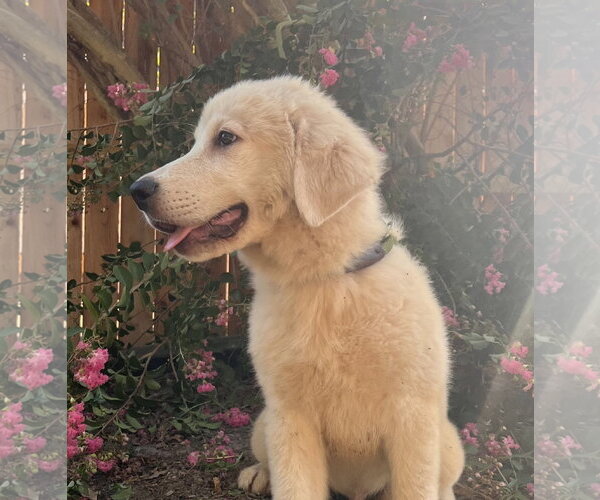 Medium Photo #5 Great Pyrenees Puppy For Sale in Spring, TX, USA