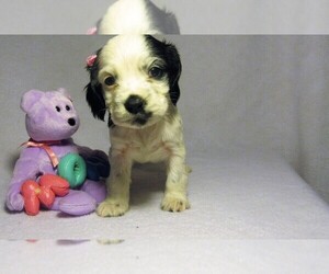 Cocker Spaniel Puppy for sale in BURBANK, CA, USA