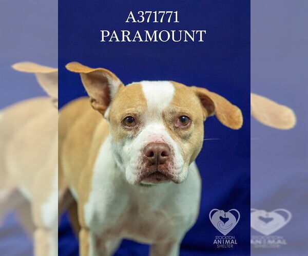 Medium Photo #2 Mutt Puppy For Sale in Stockton, CA, USA